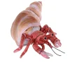 Wild Republic Living Earth Hermit Crab Stuffed Animal - 12" Outlet