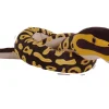 Wild Republic Snakesss Eco Ball Python Stuffed Animal - 54" Shop